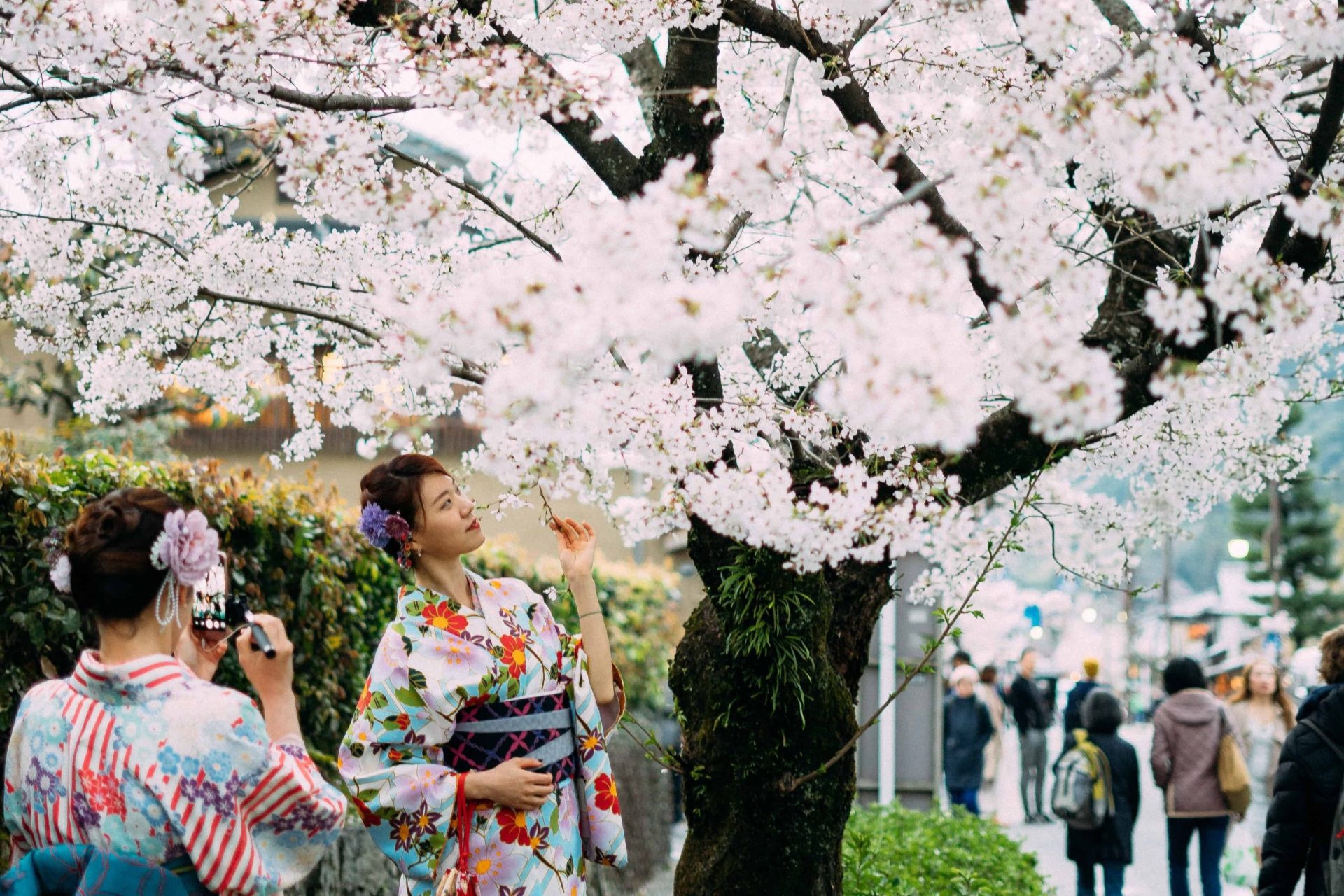 capturing picture of a girl in kimono under the cherry blossom tree